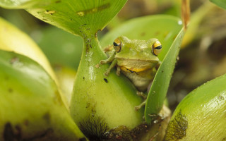 Frog green plant leaves eyes 2 - a frog free wallpaper