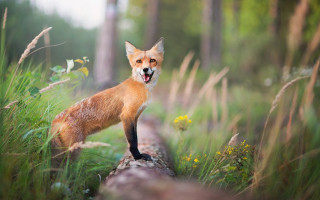 Fox log open mouth blurry - tongue free wallpaper