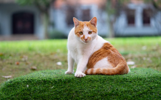 Cat grass yard background animal - a house in the background free wallpaper