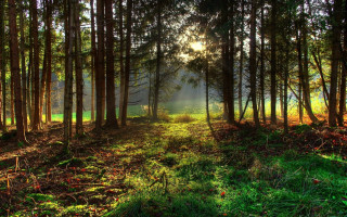 Forest sunshine path nature cityscape - the tree and grass free wallpaper