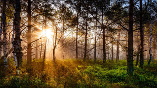 Forest sunshine autumn nature park - the tree and grass free wallpaper