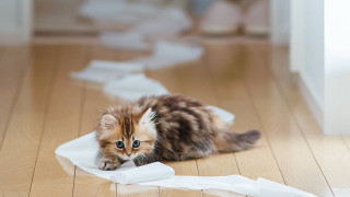 Kitten playing with paper torn - a piece of paper free wallpaper
