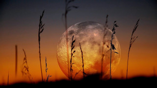 Full moon through grass sunset - full moon free wallpaper