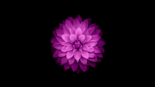 Purple hydrangea white center generative 2 - the dark background free wallpaper