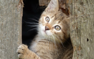 Kitten tree hole paw wideeyes - a kitten free wallpaper