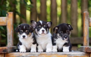 Three puppies wooden bench garden - cute free wallpaper