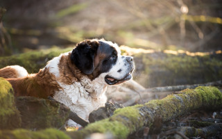 Dog woods moss looking up - moss free wallpaper