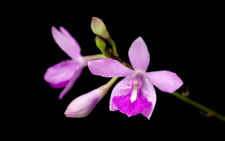 Purple flower macro insect butterfly - a purple flower free wallpaper