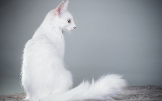 White cat gray background serious - a white cat free wallpaper