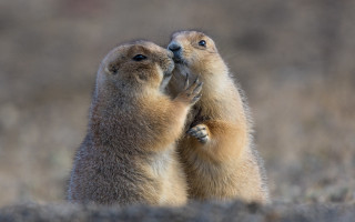 Prairie groundhogs touching noses naturalistic - bálint kiss free wallpaper