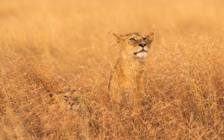 Lion cub tall grass curious - curious free wallpaper