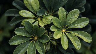 Plant water droplets leaves macro - a close up of a plant free wallpaper