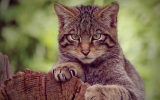 Cat sitting tree stump sad - carlos catasse free wallpaper for desktop