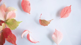 Leaves autumn flower lily lotus - a table together free wallpaper