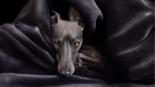 Dog wrapped blanket sad look - his face free wallpaper