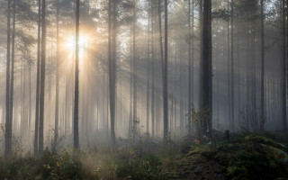 Sunshine foggy forest trail volumetric - a sun free wallpaper