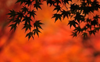 Leafy tree autumn red background - autumn free wallpaper