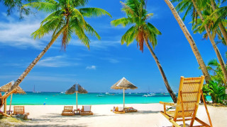 Beach chairs umbrellas palm trees - chair and umbrellas free wallpaper
