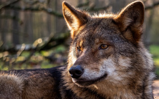 Wolf woods sitting depthoffield realistic 2 - caspar wolf free wallpaper