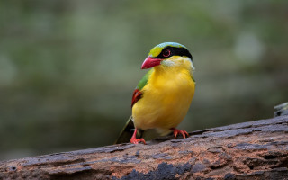 Colorful bird perched forest camera - a tree branch in the forest free wallpaper