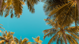 Blue sky palm trees beach - a view free wallpaper