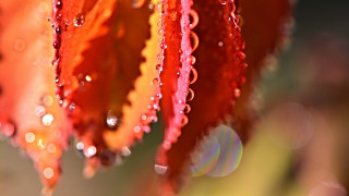 Flower water droplets macro bokeh 3 - petal free wallpaper for desktop