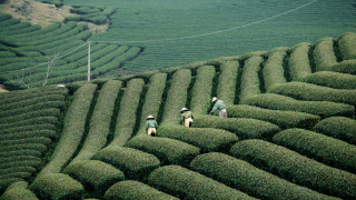 Lush green hillside group walking - grass and trees free wallpaper