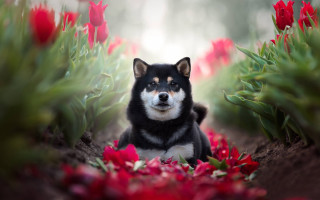 Dog flower field red tulips - red tulip free wallpaper