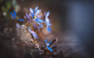 Blue flowers forest light macro - blue flower free wallpaper for desktop