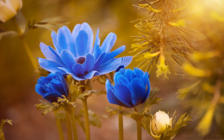Close up blue flowers betty - a blurry background of trees and bushes free wallpaper