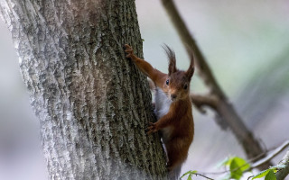 Squirrel climbing tree food chippy - a squirrel free wallpaper