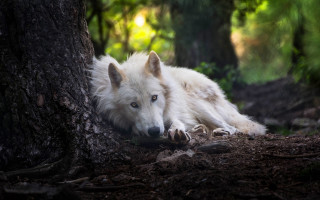 White wolf tree forest blue - green tree free wallpaper