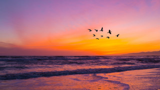 Birds ocean sunset matte painting - douglas robertson bisset free wallpaper