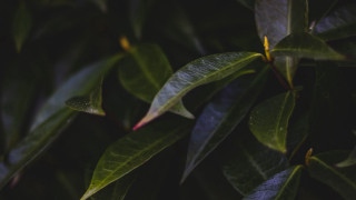 Green leafy tree macro shallow - a green leafy tree free wallpaper