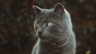 Gray cat collar serious look - a gray cat free wallpaper