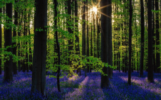 Forest purple flowers sunbeam nature - lot of trees free wallpaper