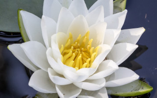 White water lily yellow stamens - lily pad free wallpaper