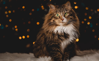 Cat christmas ornaments fur floor - renaissance free wallpaper