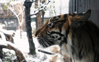 Tiger snowy forest window bare - a tiger free wallpaper