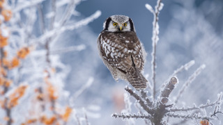Bird black head yellow eyes - a tree branch in the snow free wallpaper