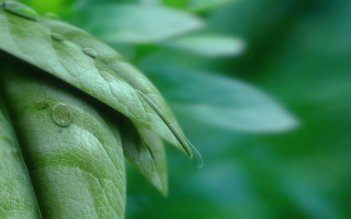 Green leaf water drops blurry 3 - a green leaf free wallpaper