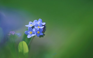 Blue flower green background macro 6 - this image free wallpaper