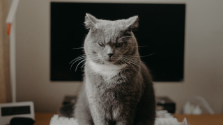 Cat computer desk blurry background - computer art free wallpaper