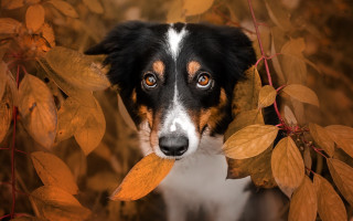 Dog peeking bush autumn brown - elke vogelsang free wallpaper