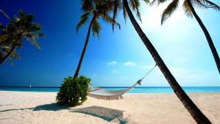 Hammock beach palm trees blue - a hammock free wallpaper