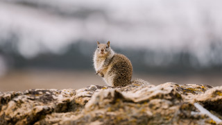 Squirrel rock snow naturalism tiltshift - a rock in the snow free wallpaper