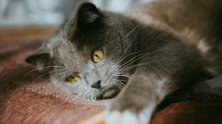 Cat yellow eyes whiskers bed - something free wallpaper