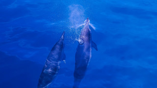 Dolphins person holography wildlife sky - daphne mcclure free wallpaper