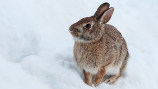 Rabbit snow winter beatrix puzzle - beatrix potter free wallpaper