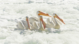 Pelicans sitting water open beaks - the water together free wallpaper